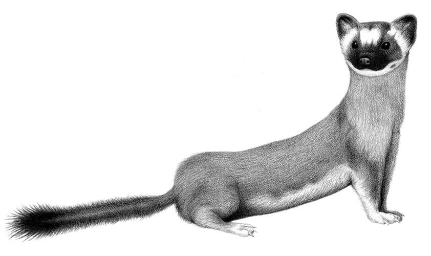Long-tailed Weasel (Pencil on paper, 2012)
