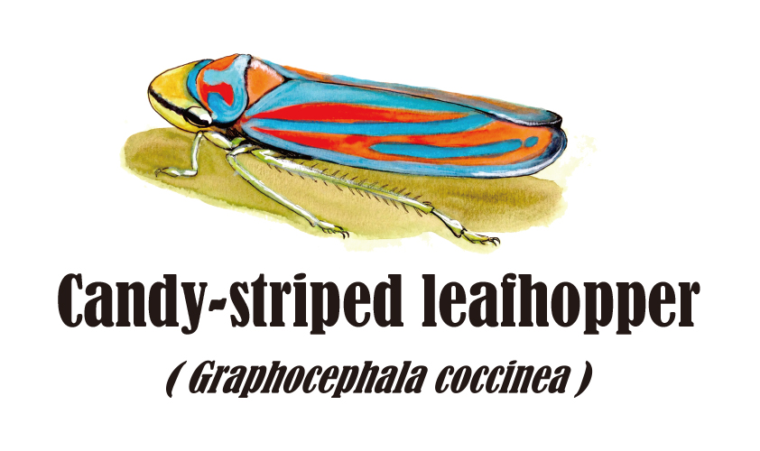 Candy-striped leafhopper (Watercolor, 2013)
