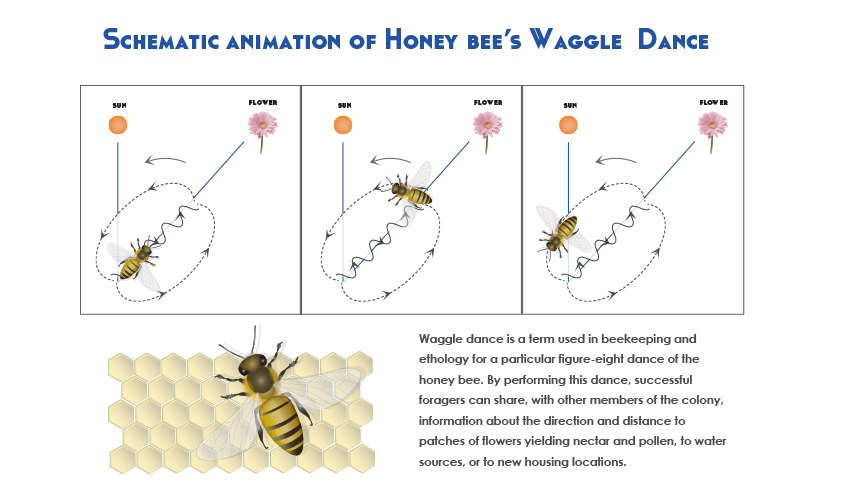 Honey bee’s Waggle Dance (Illustrator, 2013) <br /> <i>Honey bee image is licensed under CC-BY 4.0 ©Togo picture gallery by DBCLS</i>